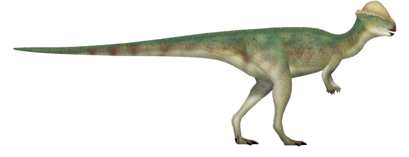 File:Stegoceras UDL.png