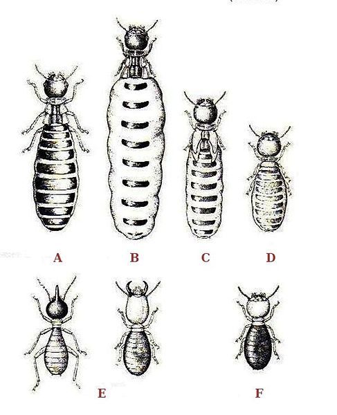 File:Termites polymorphism.jpg