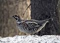 Hazel grouse, Tetrastes bonasia