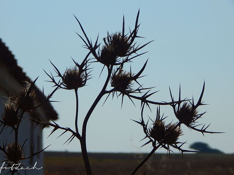 File:Thistle3.jpg