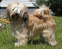 Cream coloured Tibetan Terrier. The tail is set high, well-feathered and carried in a curl over the back