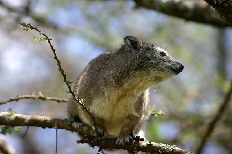 File:Tree-hyrax.jpg