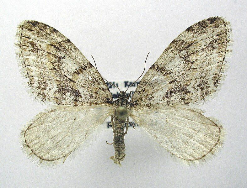 File:Trichopteryx.polycommata.jpg