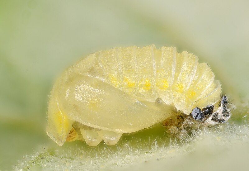 File:Vibidia duodecimguttata pupa.jpg