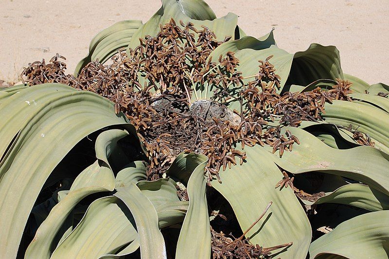 File:Welwitschia mirabilis S&J6.jpg