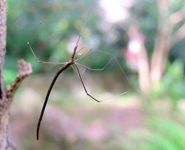 File:Whip Spider Chatswood.JPG