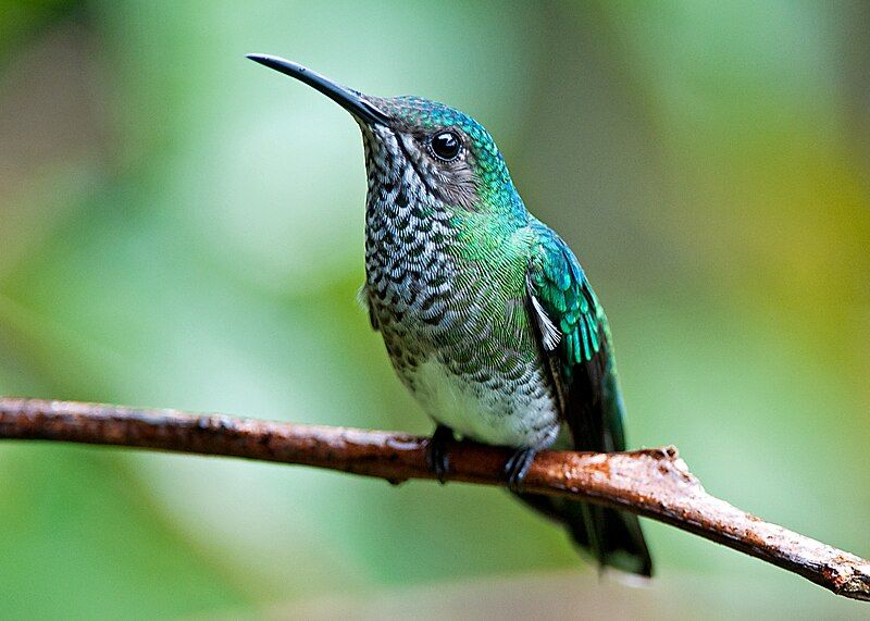 File:White-necked Jacobin 4.jpg