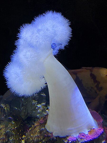 File:White-plumed anemone 0439atsme.jpg