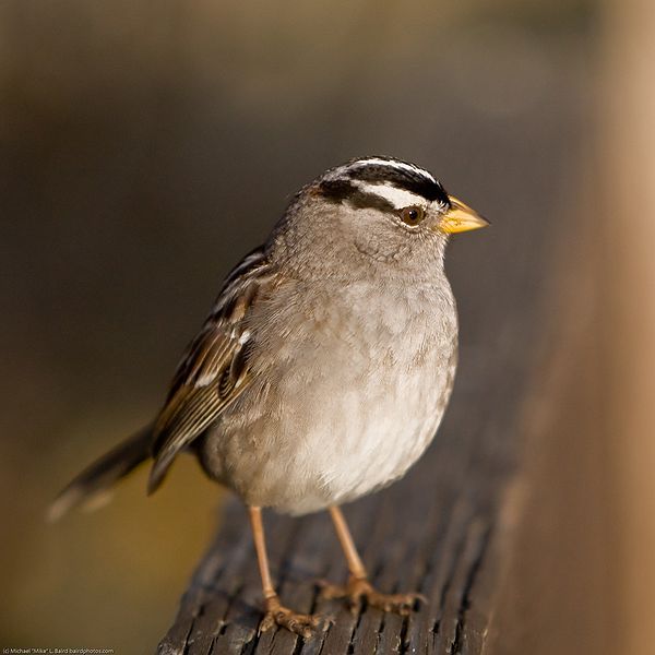 File:Zonotrichia leucophrys 2.jpg