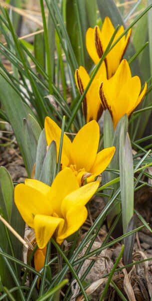 File:20240218 Crocus angustifolius-5-2.tif