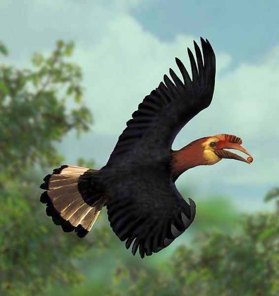 File:A waldeni flying.jpg