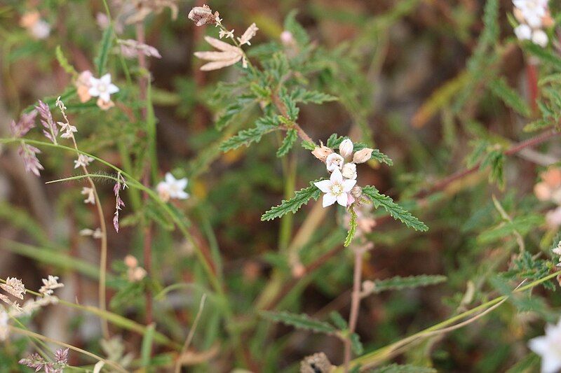 File:Androcalva pedleyi.jpg