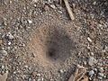 Antlion pit trap