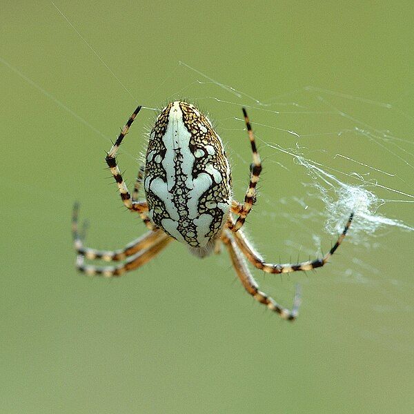 File:Araneus ceropegius fg01.jpg