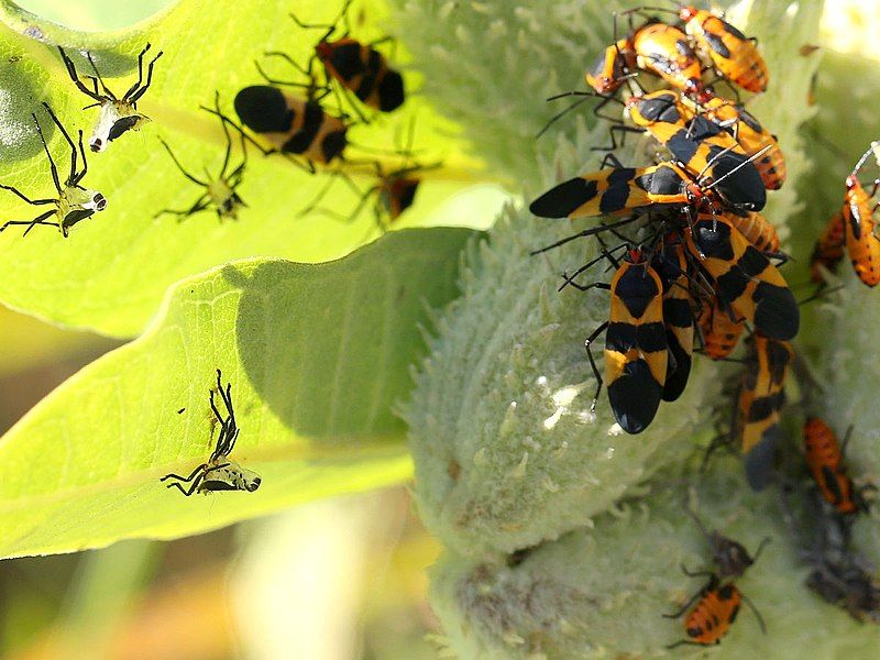 File:Asclepias syriaca-Oncopeltus fasciatus-pod.jpg