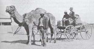 A black and white photo showing Bates, Balgundra and Gauera. Bates and Gauera are sitting in a buggy that is hitched to a camel. Balgundra is standing next to the camel.