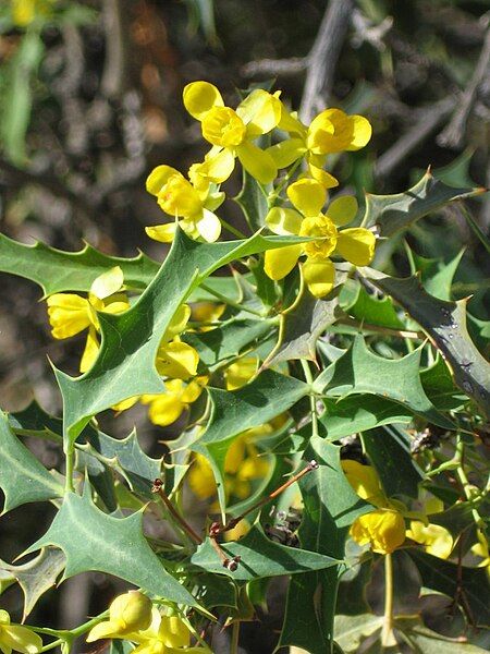 File:Berberis harrisoniana 004.jpg