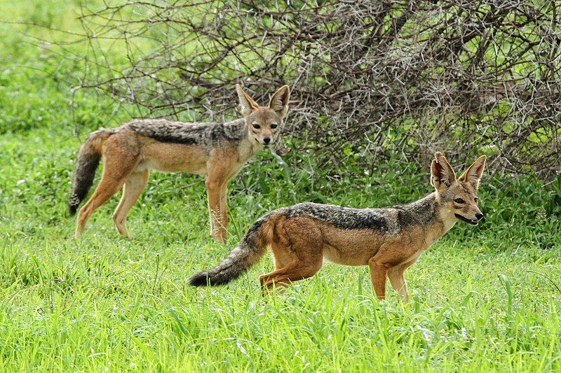 File:Black-backed Jackal (48876896428).jpg