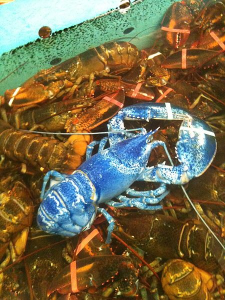 File:Blue-lobster-jane.jpg