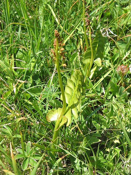 File:Botrychium lunaria001.jpg