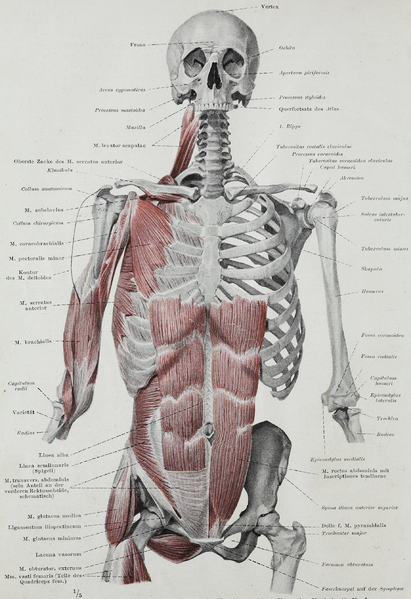 File:Braus 1921 96.png