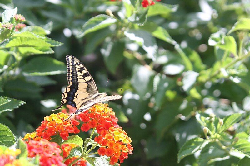 File:Butterfly sicily2.JPG