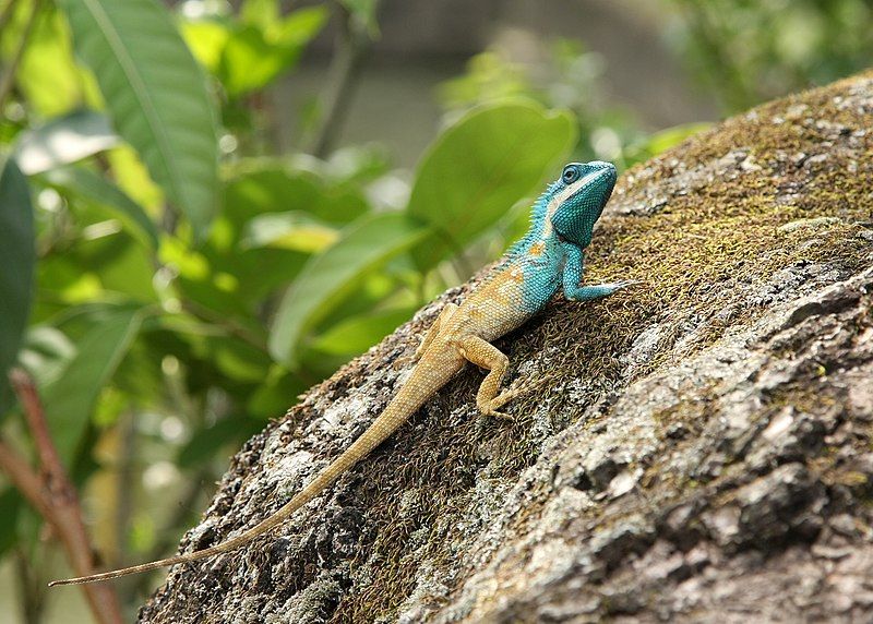 File:Calotes mystaceus manipur.JPG