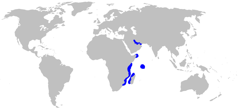 File:Carcharhinus humani distmap.png