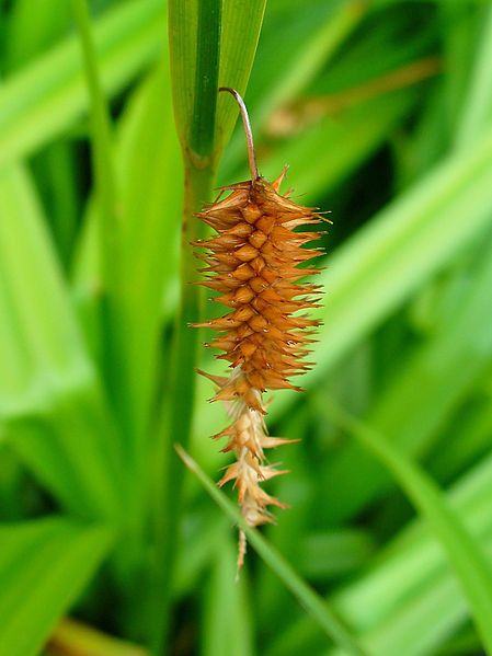 File:Carex pseudocyperus 004.JPG