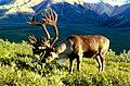 Barren-ground caribou Rangifer tarandus groenlandicus rensdyr / ren