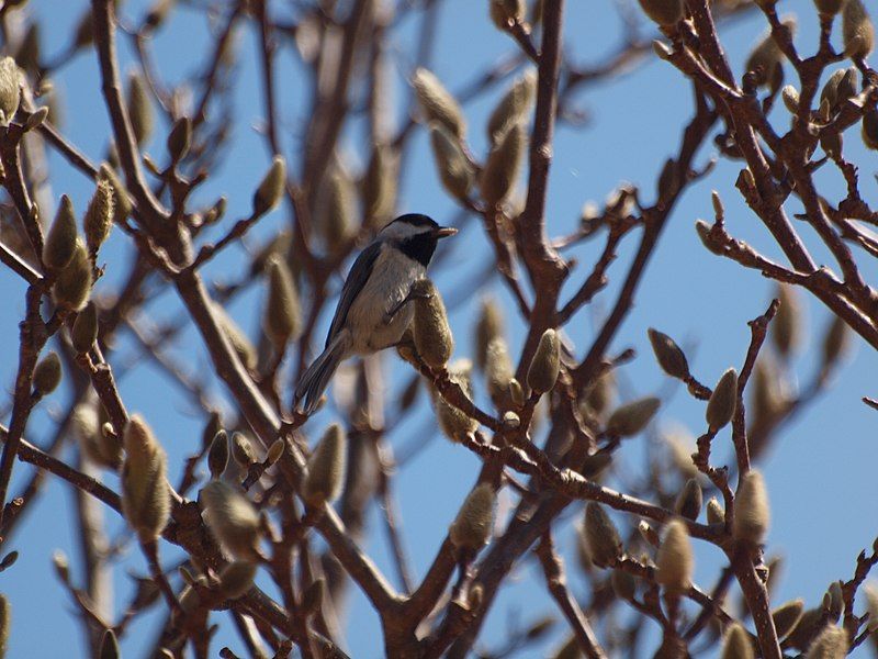 File:Carolinachickadeeonbranch.jpg