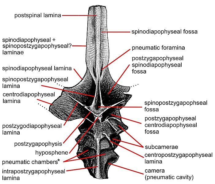 File:Carpenter Fig 9.jpg