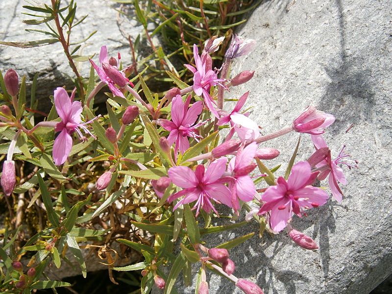 File:Chamerion fleischeri04.jpg