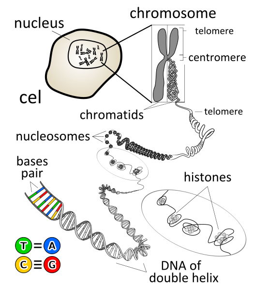 File:Chromosome en.svg