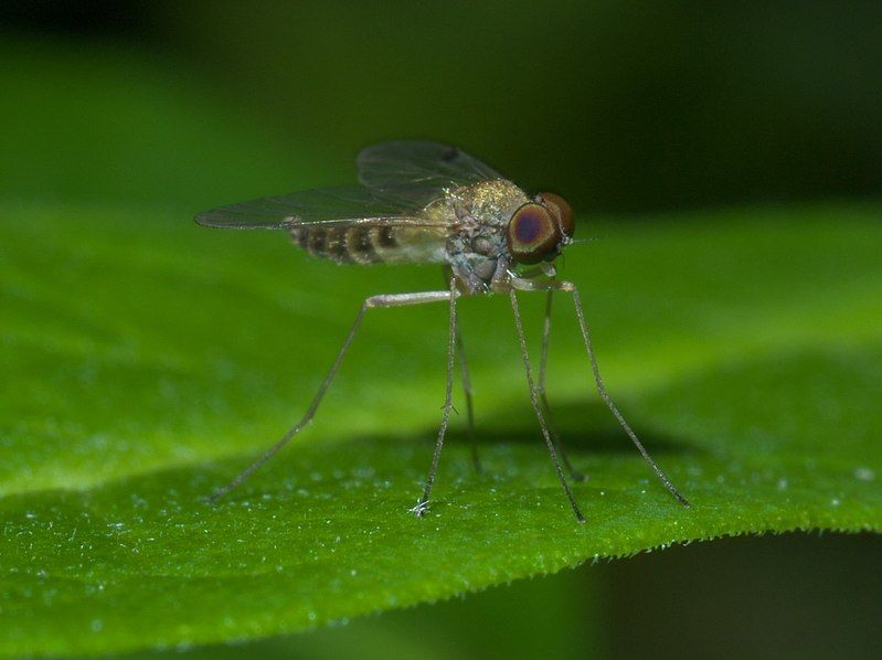 File:Chrysopilus modestus P1410547a.jpg