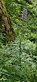 Alpine blue sow-thistle, Xonrupt.