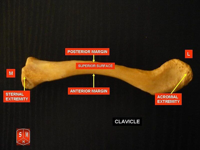 File:Clavicle 4.jpg