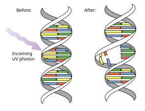 Diagram of UV light causing a pyrimidine dimer