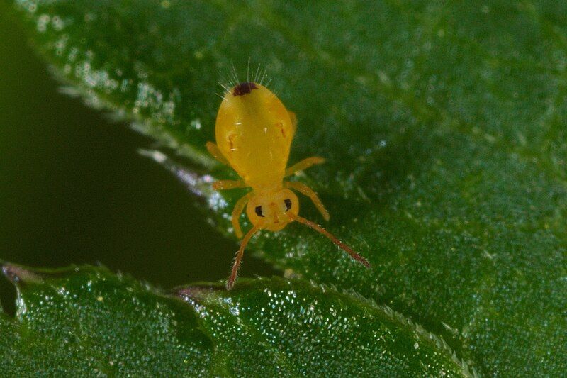 File:Dicyrtomina minuta (7257459616).jpg