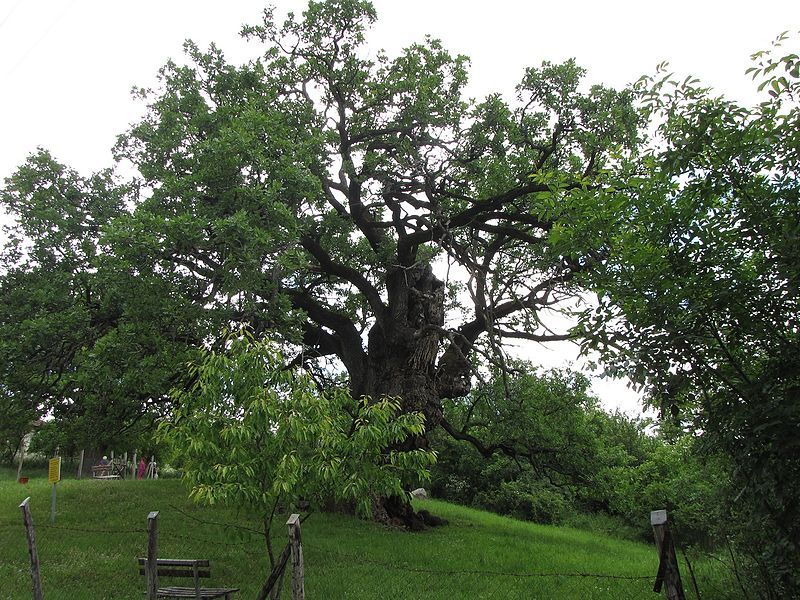 File:Divljanski stari hrast.jpg