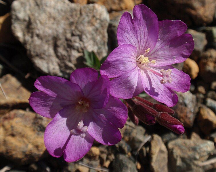 File:Epilobium siskiyouense.jpg