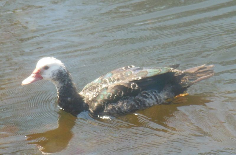 File:Fledgling Muscovy Duck.jpg