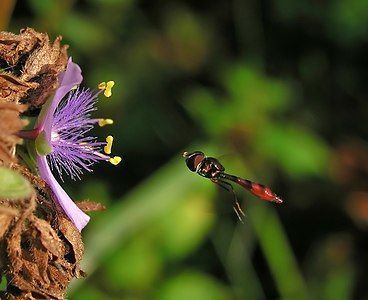 Hoverfly, by Blaise Frazier