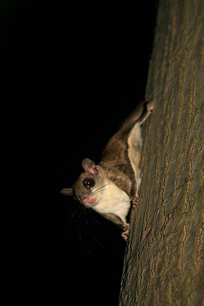 File:Flying squirrel.jpg