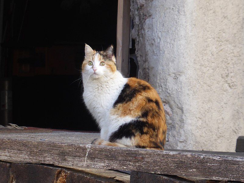 File:Gatto a Dolaso.jpg