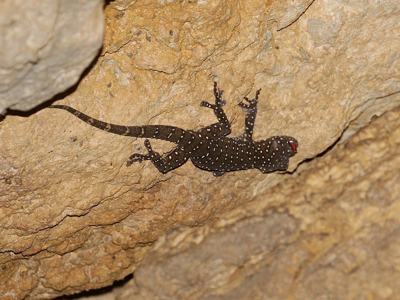 File:Gekko pradapdao 199580506.jpg