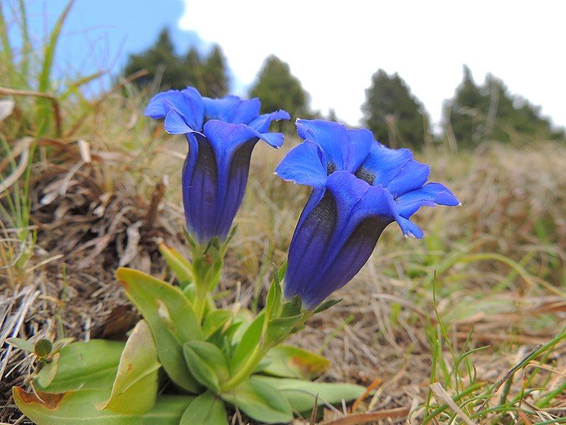 File:Gentiana acaulis (34797333066).jpg