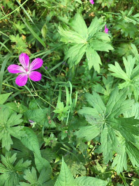 File:Geranium palustre flowering.jpg