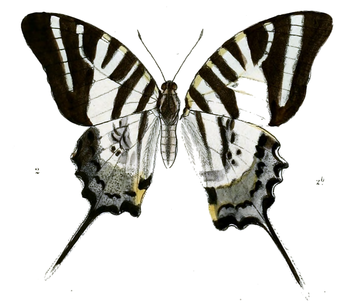 File:Graphium epaminondas 475-cropped.png