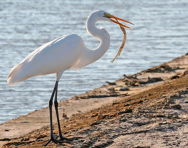 File:Great Egret Fish.jpg